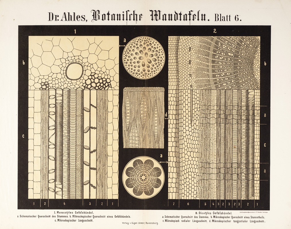 Botanische Wandtafeln Pl.6 by Wilhelm Elias von Ahles, 1873 — digital art print download