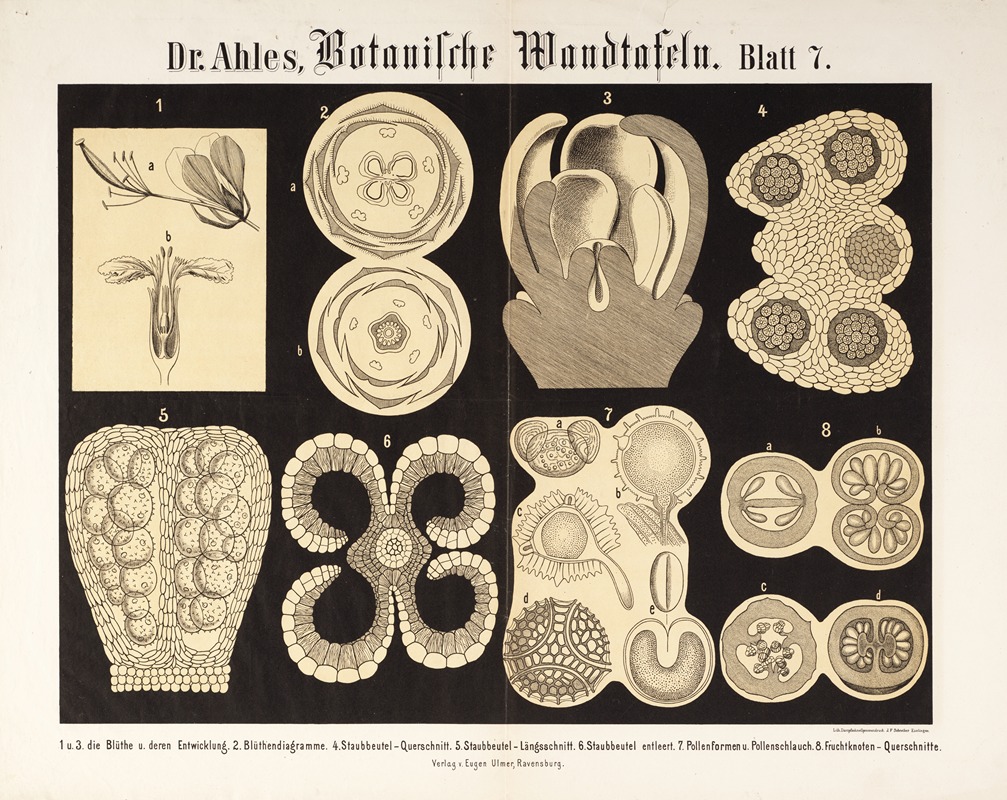 Botanische Wandtafeln Pl.7 by Wilhelm Elias von Ahles, 1873 — digital art print download