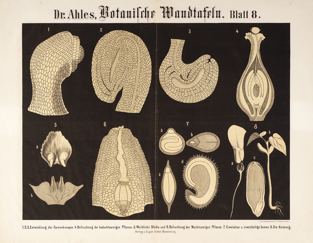 Botanische Wandtafeln Pl.8 by Wilhelm Elias von Ahles, 1873 — digital art print download