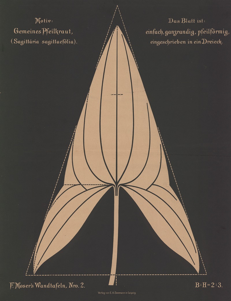 Gemeines Pfeilkraut (Sagittária sagittaefolia) — Ferdinand Moser