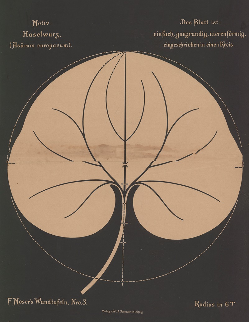 Haselwurz (Asarum europaeum) — Ferdinand Moser