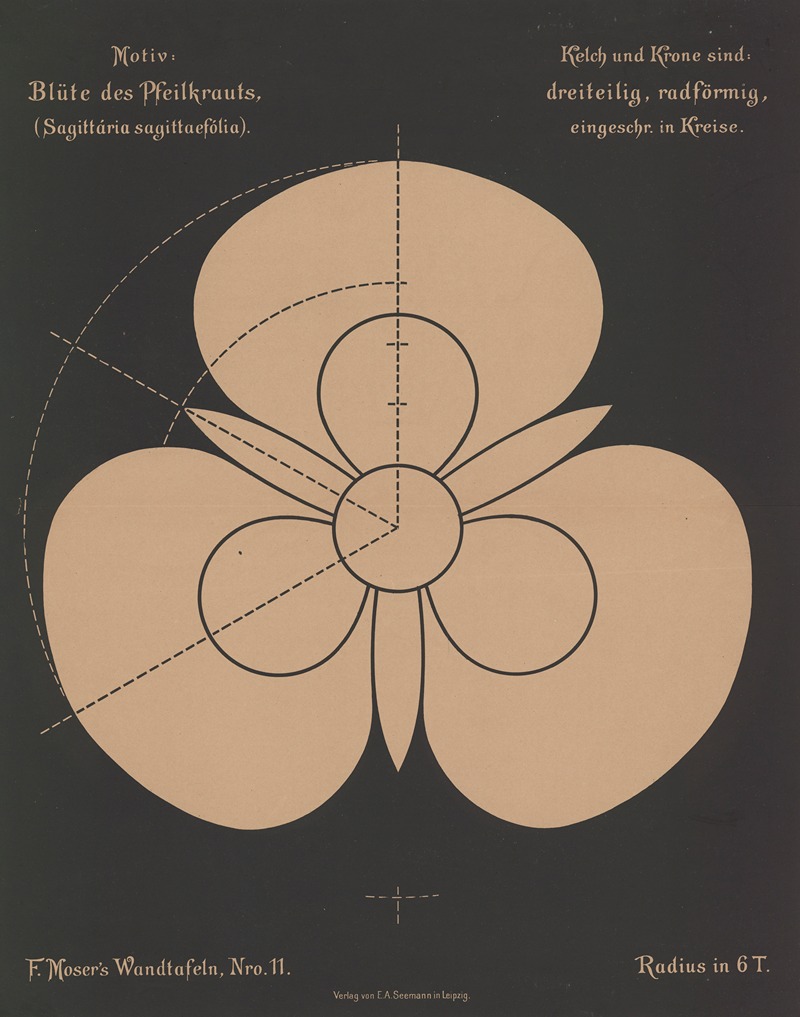 Blüte des Pfeilkrauts (Sagttária sagittaefólia) — Ferdinand Moser