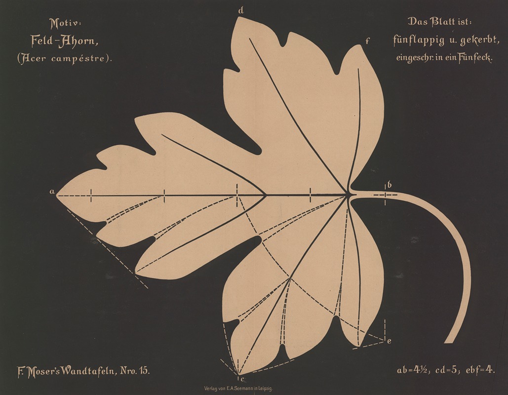 Feld-Ahorn (Acer campéstre) — Ferdinand Moser