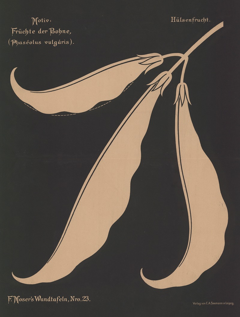 Frúchte der Bohne (Phaséolus vulgáris) — Ferdinand Moser