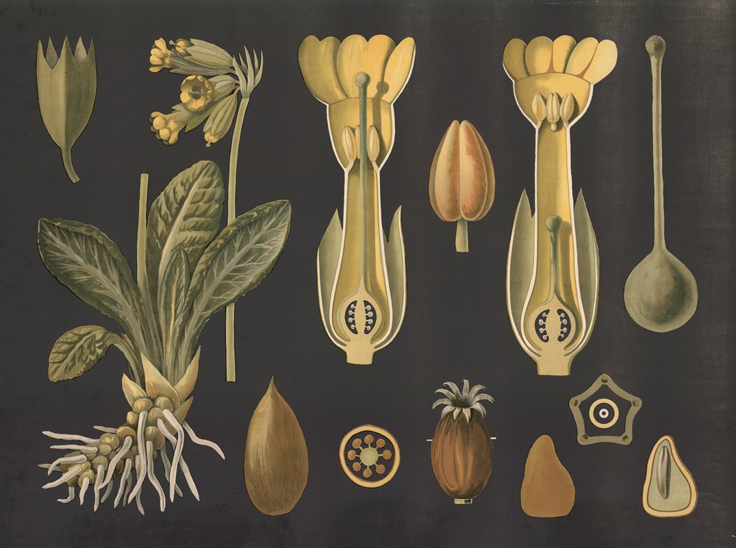 Cowslip (Primula veris) by Gottlieb von Koch, 1909 — digital art print download