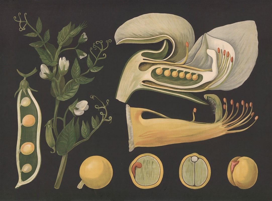 Pea (pisum) by Gottlieb von Koch, 1909 — digital art print download