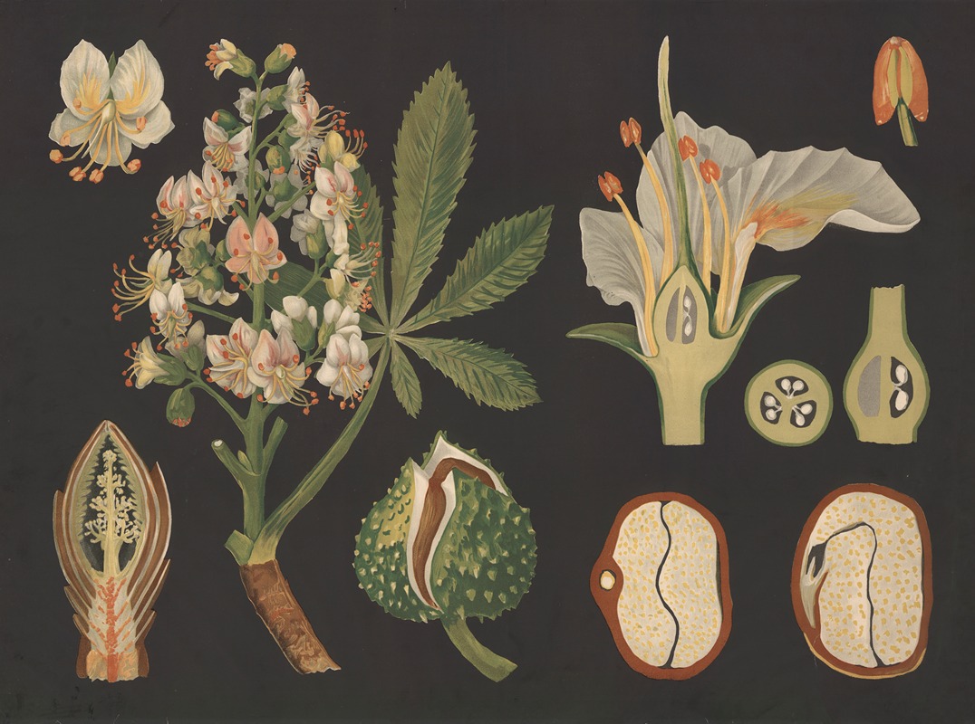 Horse chestnut (Aesculus hippocastanum) — Gottlieb von Koch