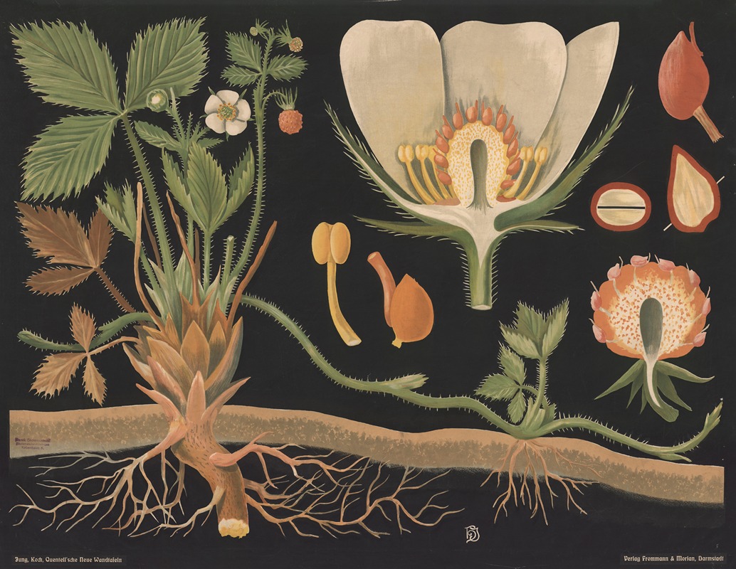 Wild strawberry (Fragaria vesca) by Gottlieb von Koch, 1909 — digital art print download