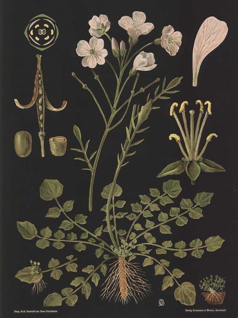 Cuckoo Flower (Cardamine pratensis) by Gottlieb von Koch, 1909 — digital art print download