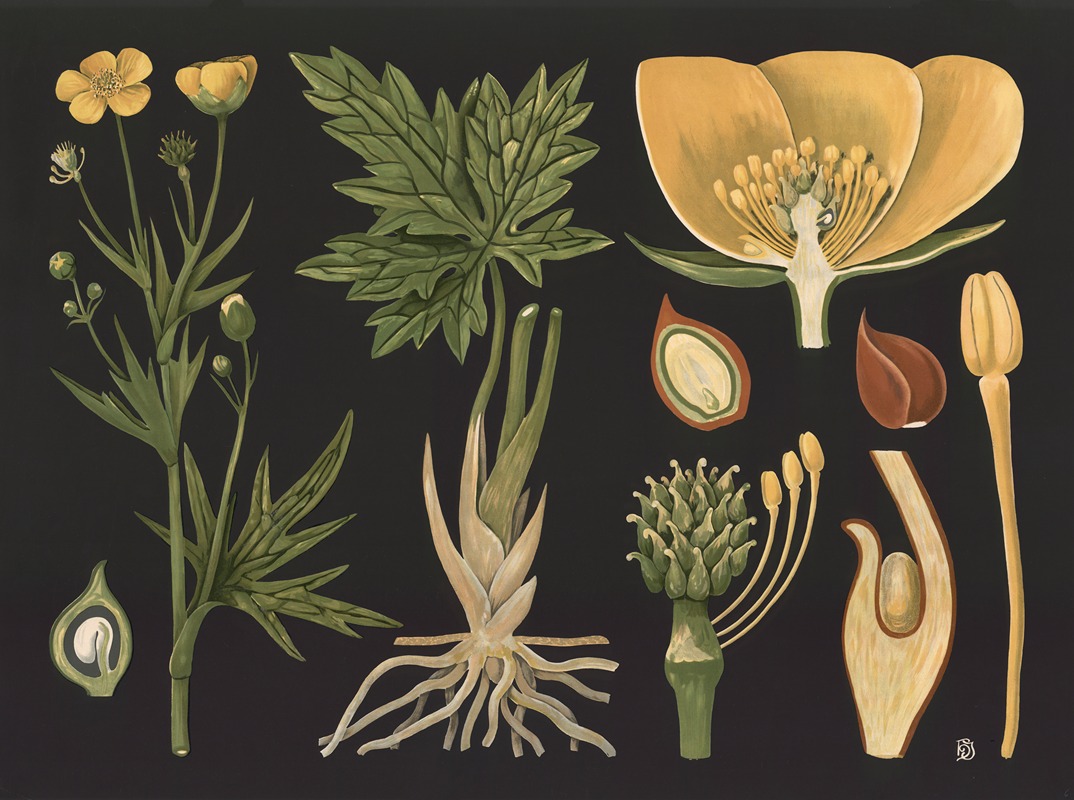Buttercup (Ranunculus acris) by Gottlieb von Koch, 1909 — digital art print download