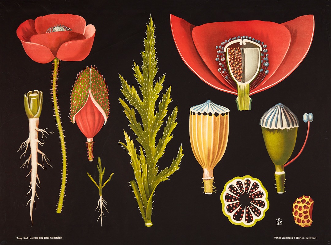 Poppy (Papaver rhoeas) by Gottlieb von Koch, 1909 — digital art print download