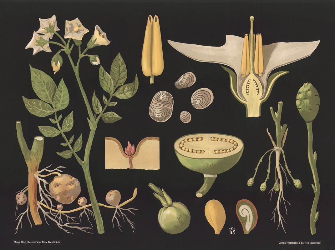 Potato (Solanum tuberosum) by Gottlieb von Koch, 1909 — digital art print download