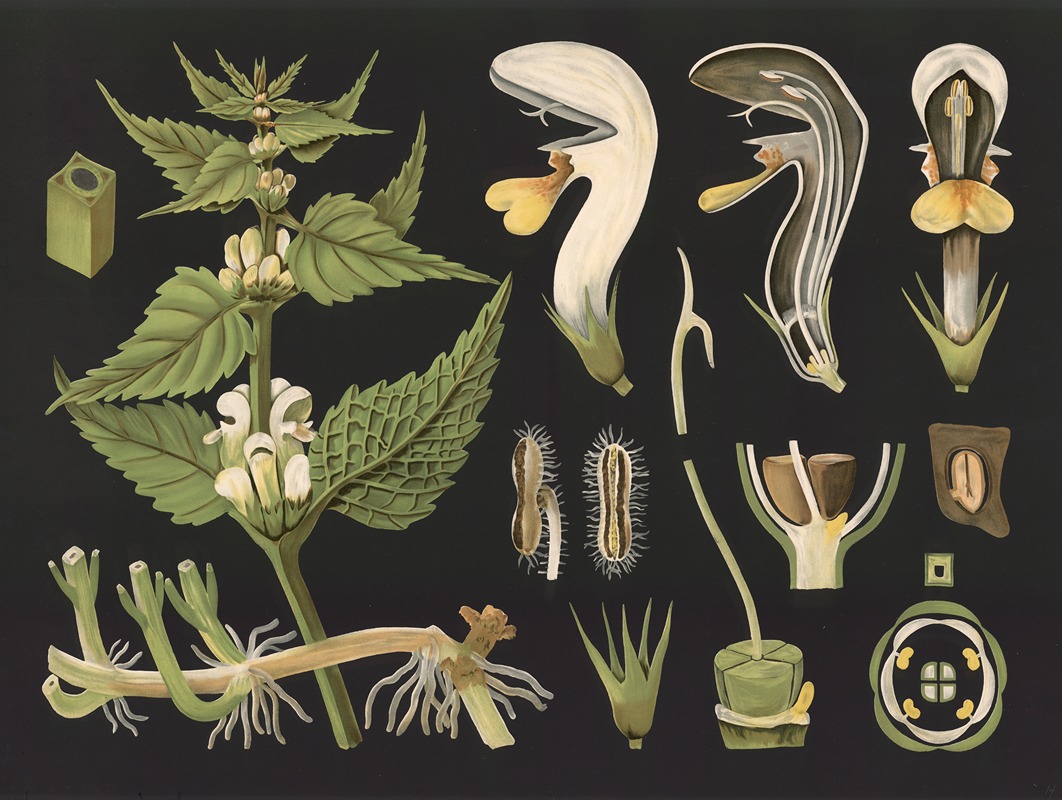 White dead-nettle (Lamium album) by Gottlieb von Koch, 1909 — digital art print download