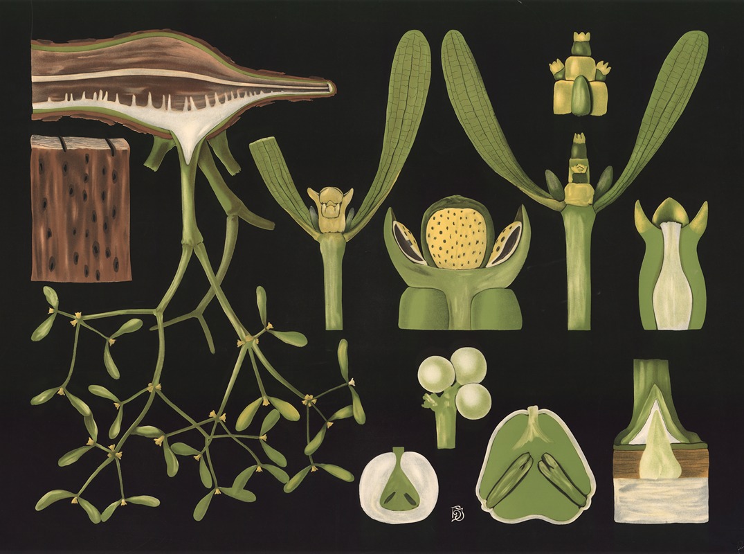 Mistletoe (Viscum album) by Gottlieb von Koch, 1909 — digital art print download