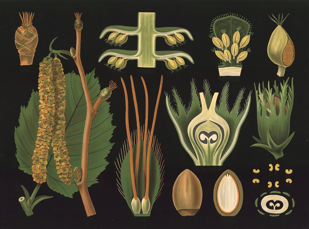Hazel (Corylus avellana) by Gottlieb von Koch, 1909 — digital art print download
