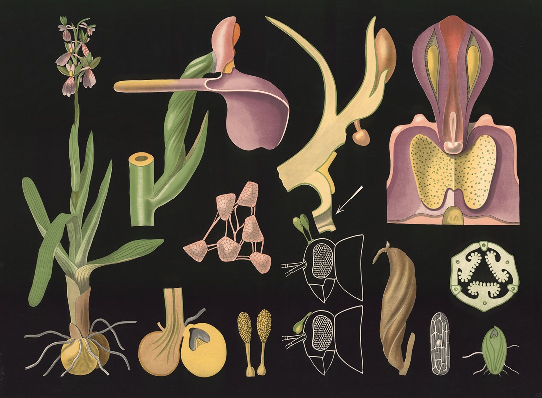 Orchid (Orchis morio) by Gottlieb von Koch, 1909 — digital art print download
