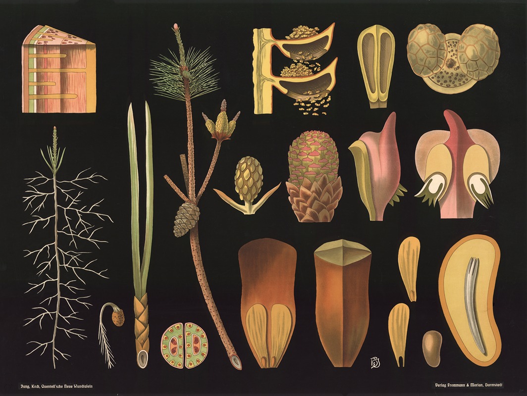 Pine (Pinus sylvestris) by Gottlieb von Koch, 1909 — digital art print download