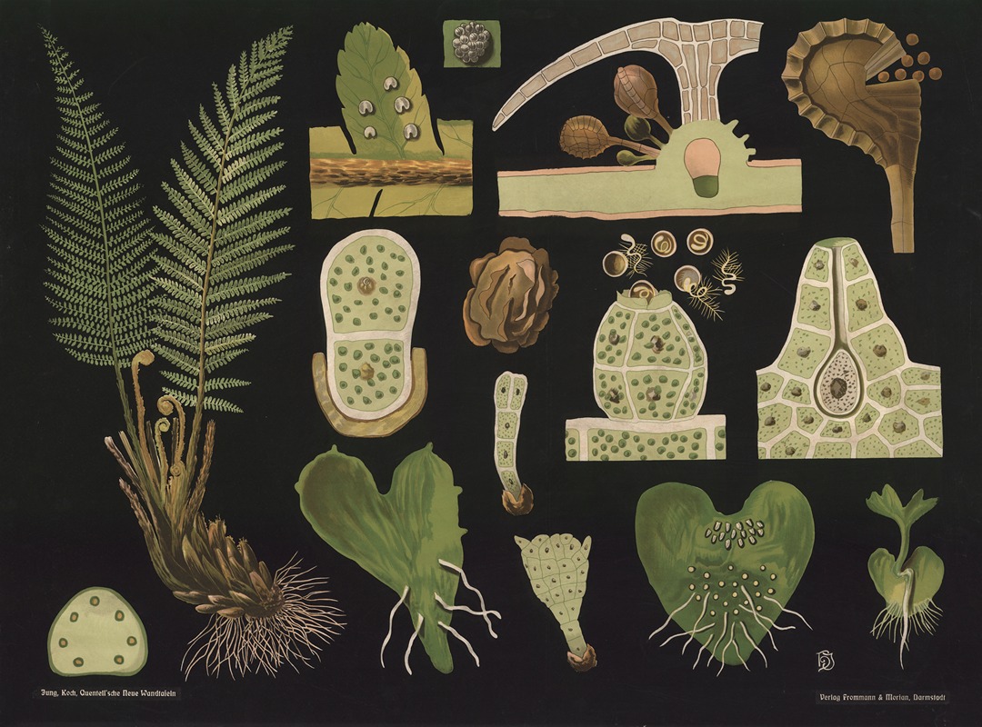 Fern (Polystichum filix mas) — Gottlieb von Koch