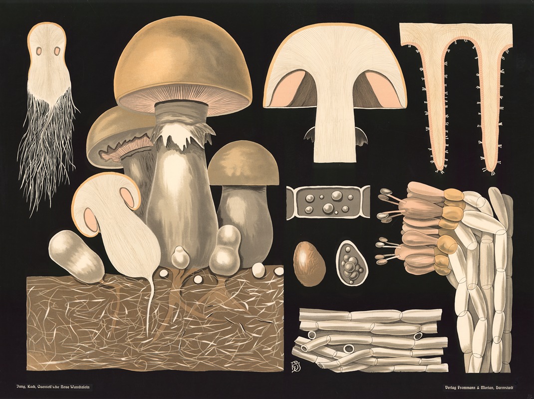 Mushroom (Agaricus campestris) by Gottlieb von Koch, 1909 — digital art print download
