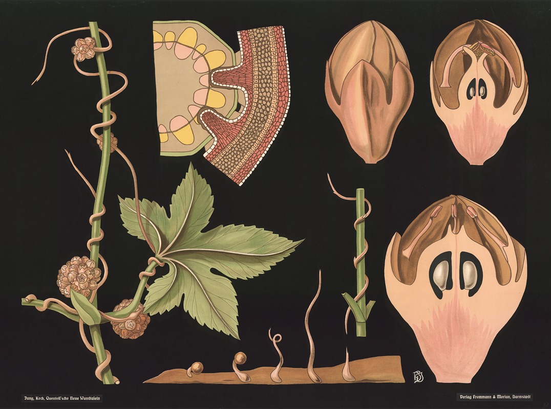 Parasitic plant (Cuscuta epithymum) by Gottlieb von Koch, 1909 — digital art print download