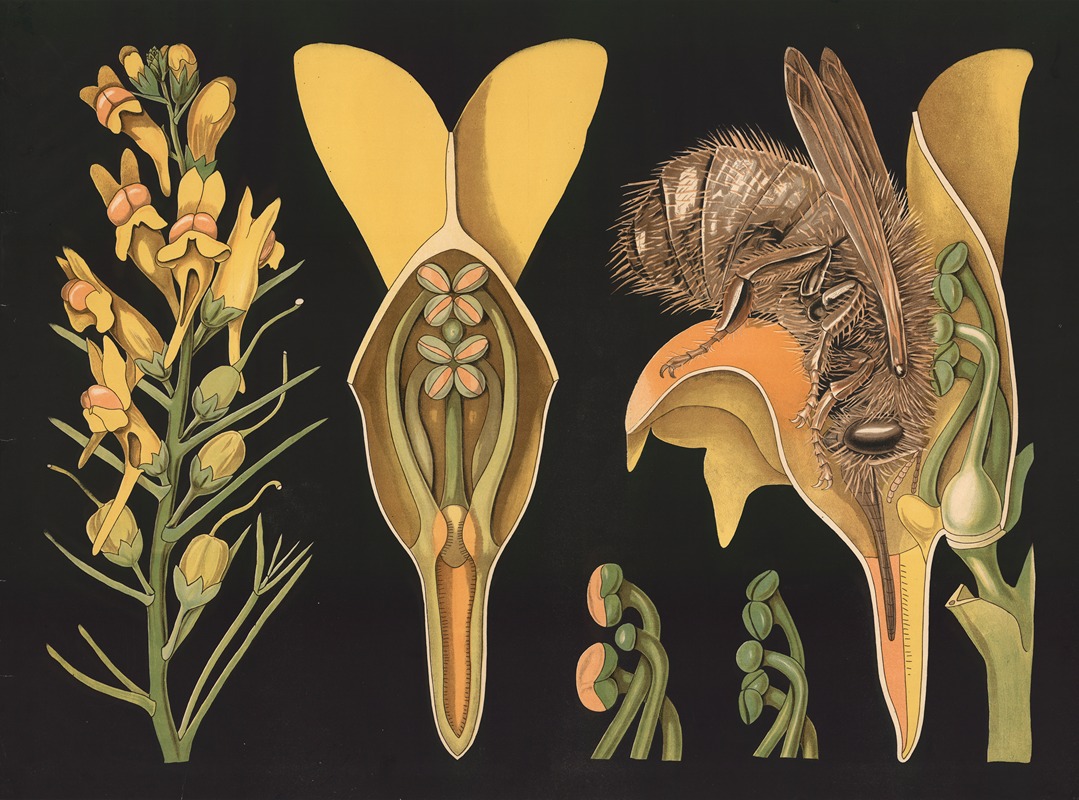Toadflax (Linaria vulgaris) by Gottlieb von Koch, 1909 — digital art print download