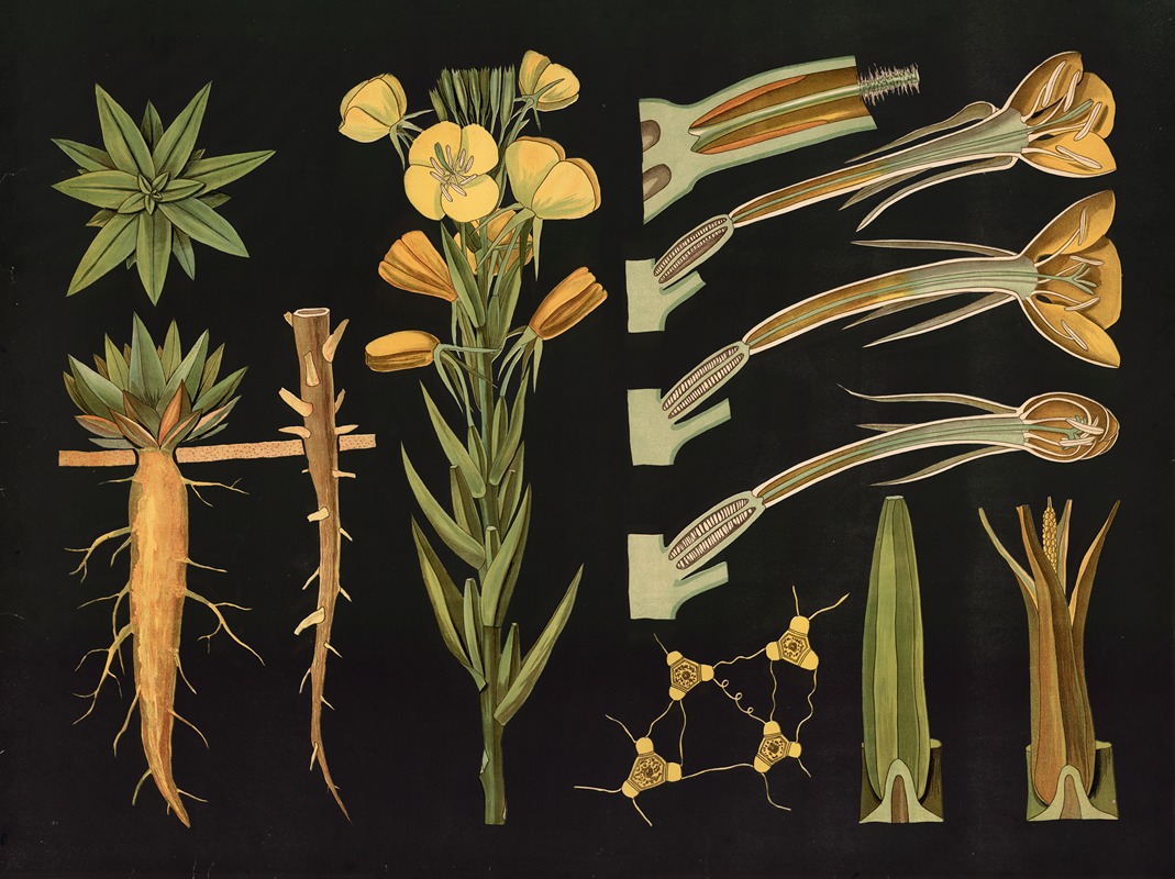 Common evening-primrose (Oenothera biennis) by Gottlieb von Koch, 1909 — digital art print download