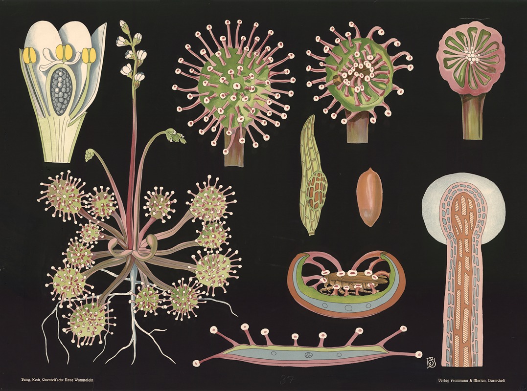 Sundew (Drosera rotundifolia) by Gottlieb von Koch, 1909 — digital art print download