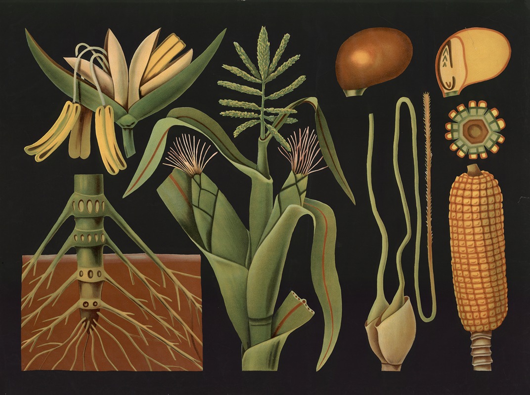 Maize/Corn (Zea mais) by Gottlieb von Koch, 1909 — digital art print download