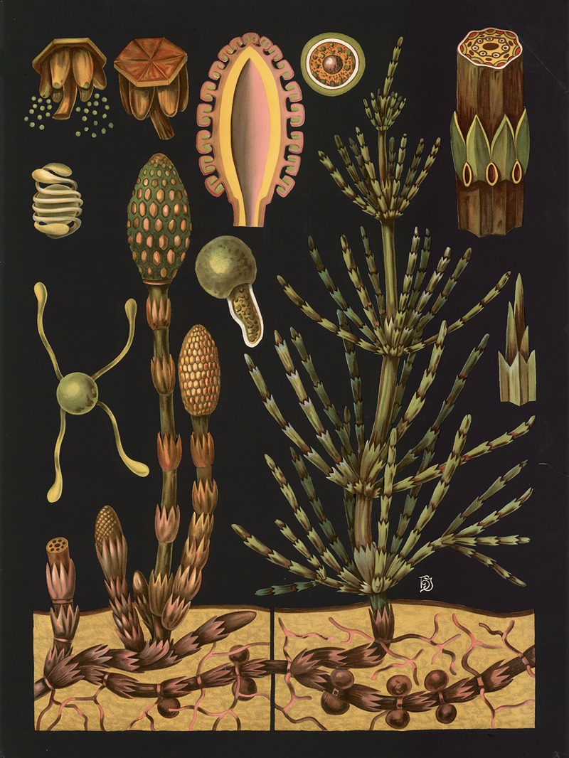 Field horsetail (Equisetum arvense) — Gottlieb von Koch