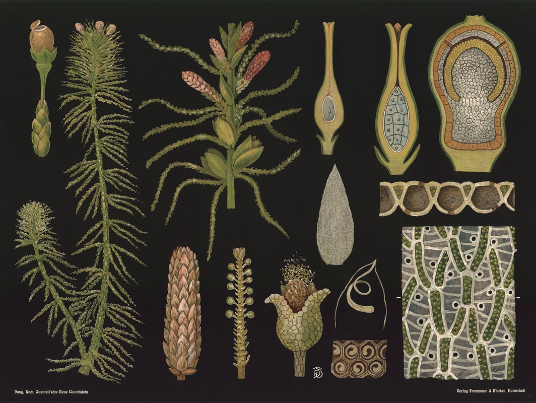 Sphagnum moss (Sphagnum acutifolium) — Gottlieb von Koch