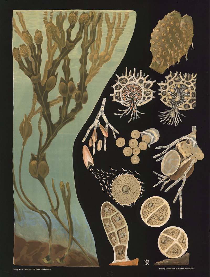 Bladderwrack (Fucus vesiculosus) by Gottlieb von Koch, 1909 — digital art print download