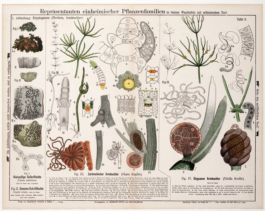 Collema multifidum. Graphis scripta. Chara fragilis. Nitella flexilis by Hermann Zippel, 1879 — digital art print download