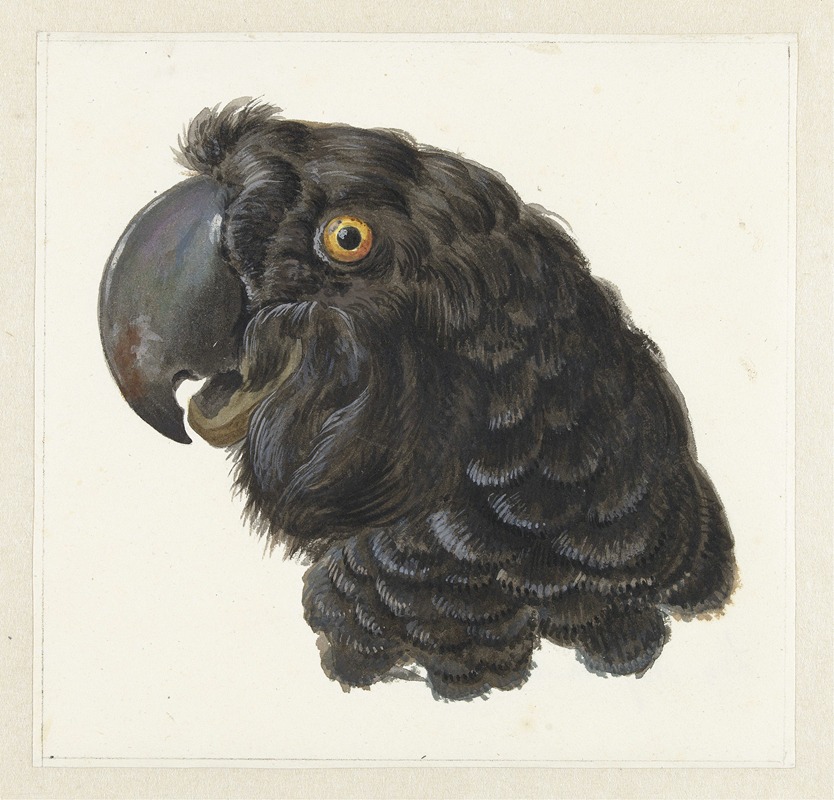 Head of a Cockatoo — Aert Schouman