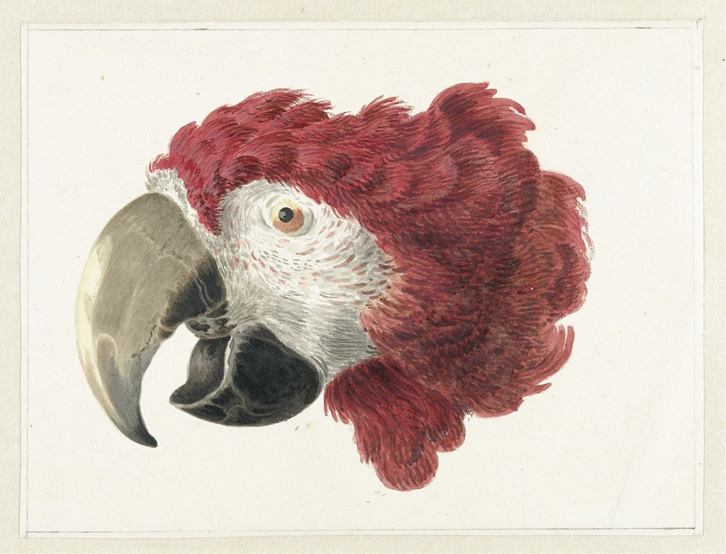 Head of a Macaw by Аерт Шоуман, 1725 - 1792 — digital art print download