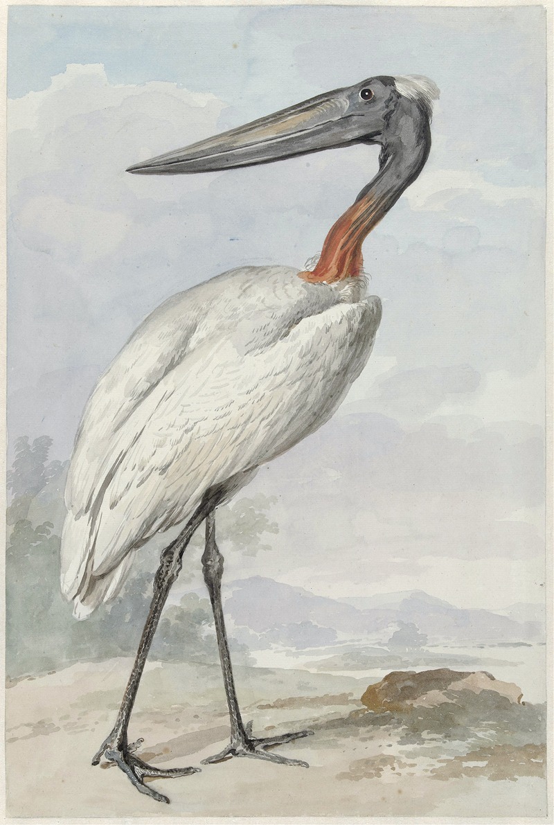 Jabiroe (Jabiroe mycteria) — Aert Schouman