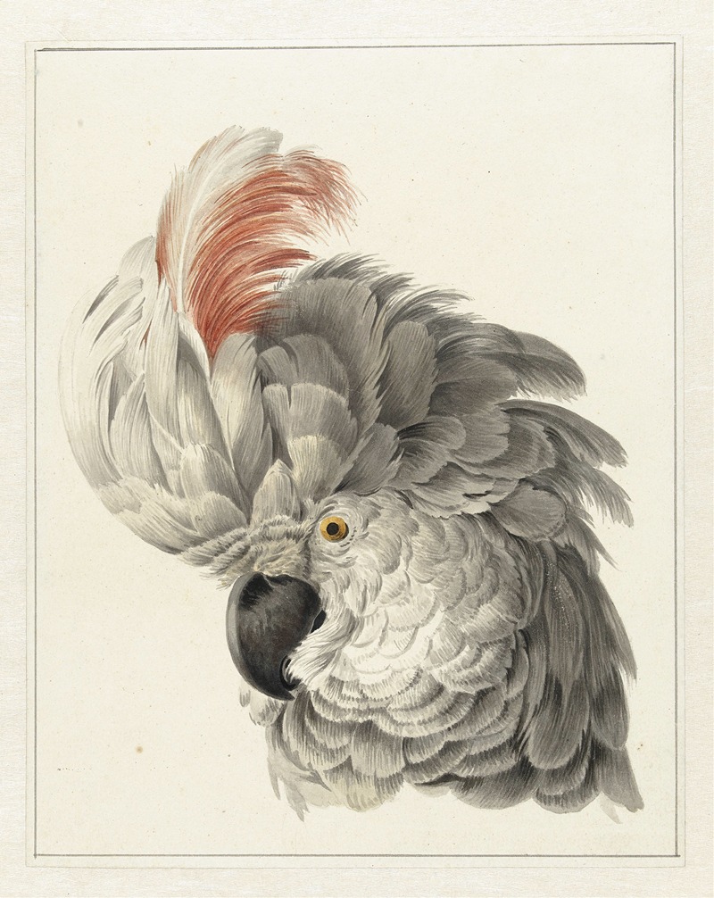 Kop van een kaketoe by Аерт Шоуман, 1725 - 1792 — digital art print download