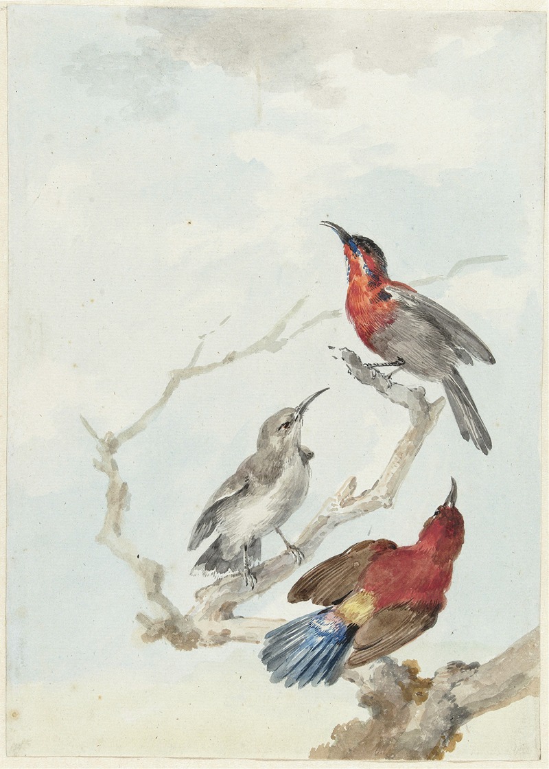 Three Crimson Sunbirds by Аерт Шоуман, 1780 — digital art print download