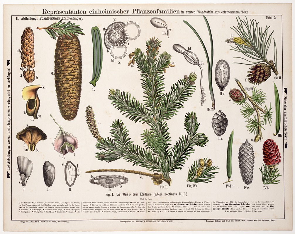 Abies pectinata ; Abies alba ; zilverspar — Hermann Zippel