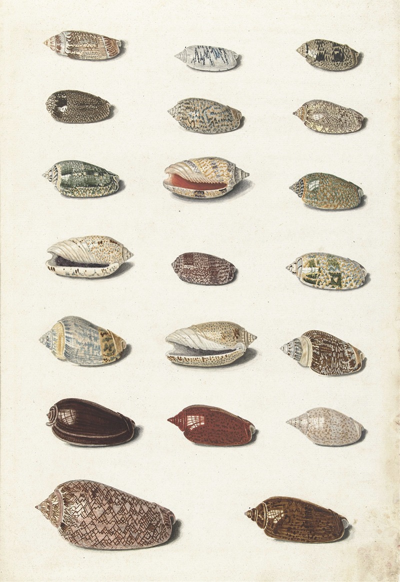 Twenty Tropical Shells by Johann Gustav Hoch, 1726 - 1779 — digital art print download