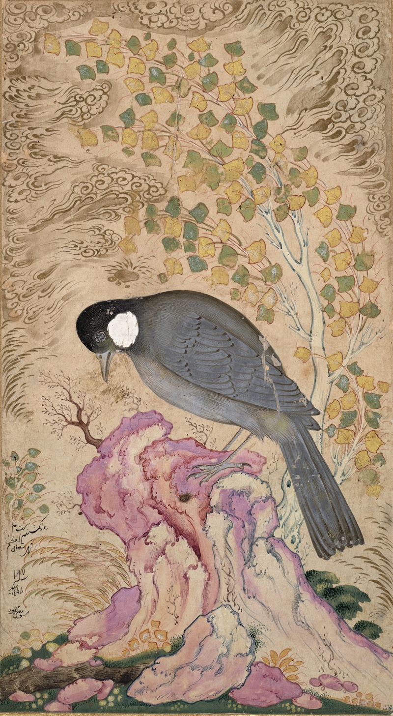 White-Eared Bulbul Perched on a Pink Rock by Mu’in Musavvir — digital art print download