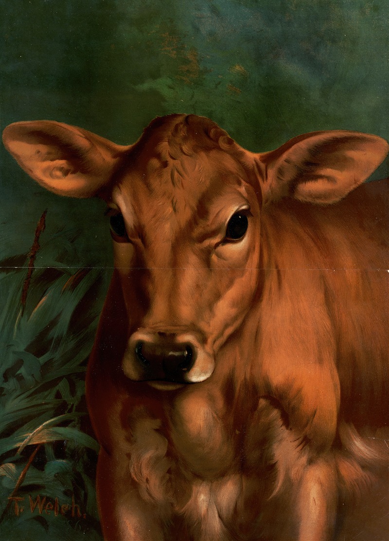 Calf's Head by Таддеус Уэлч, 1887 — digital art print download