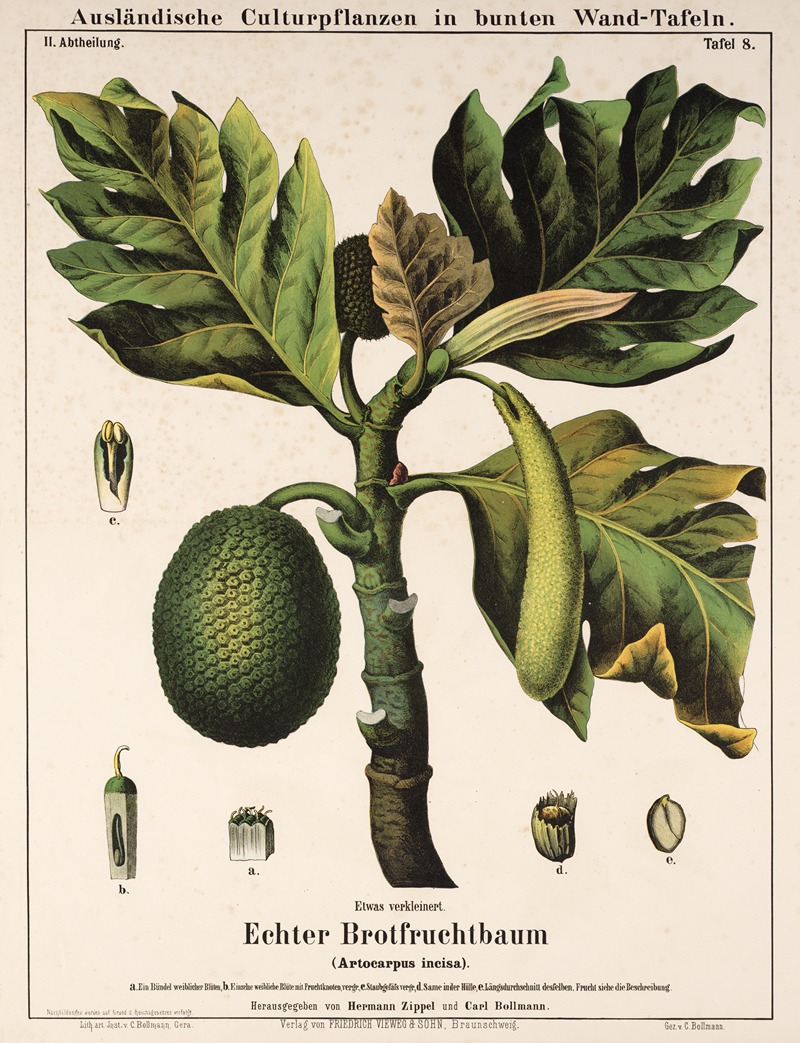 Artocarpus incisa ; broodvrucht by Hermann Zippel, 1877 — digital art print download