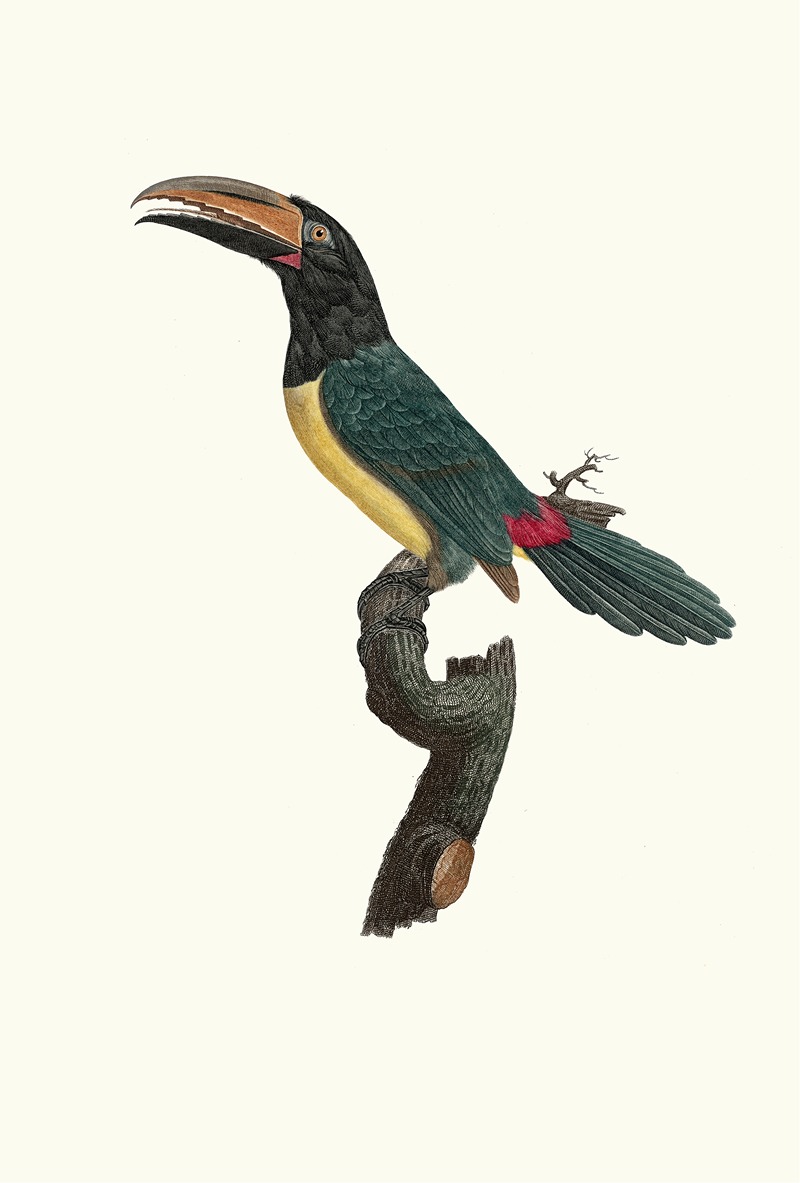 L'Aracari verd mâle. by Jacques Barraband, 1806 — digital art print download