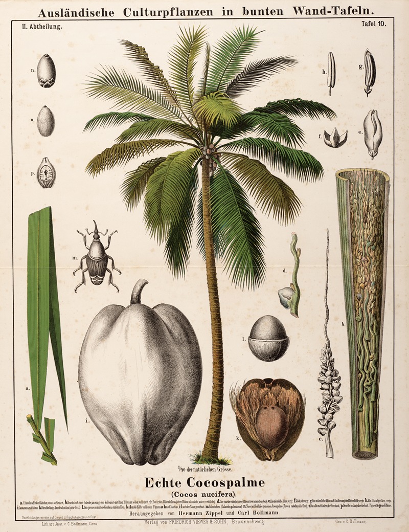 Cocos nucifera ; kokospalm by Hermann Zippel, 1877 — digital art print download
