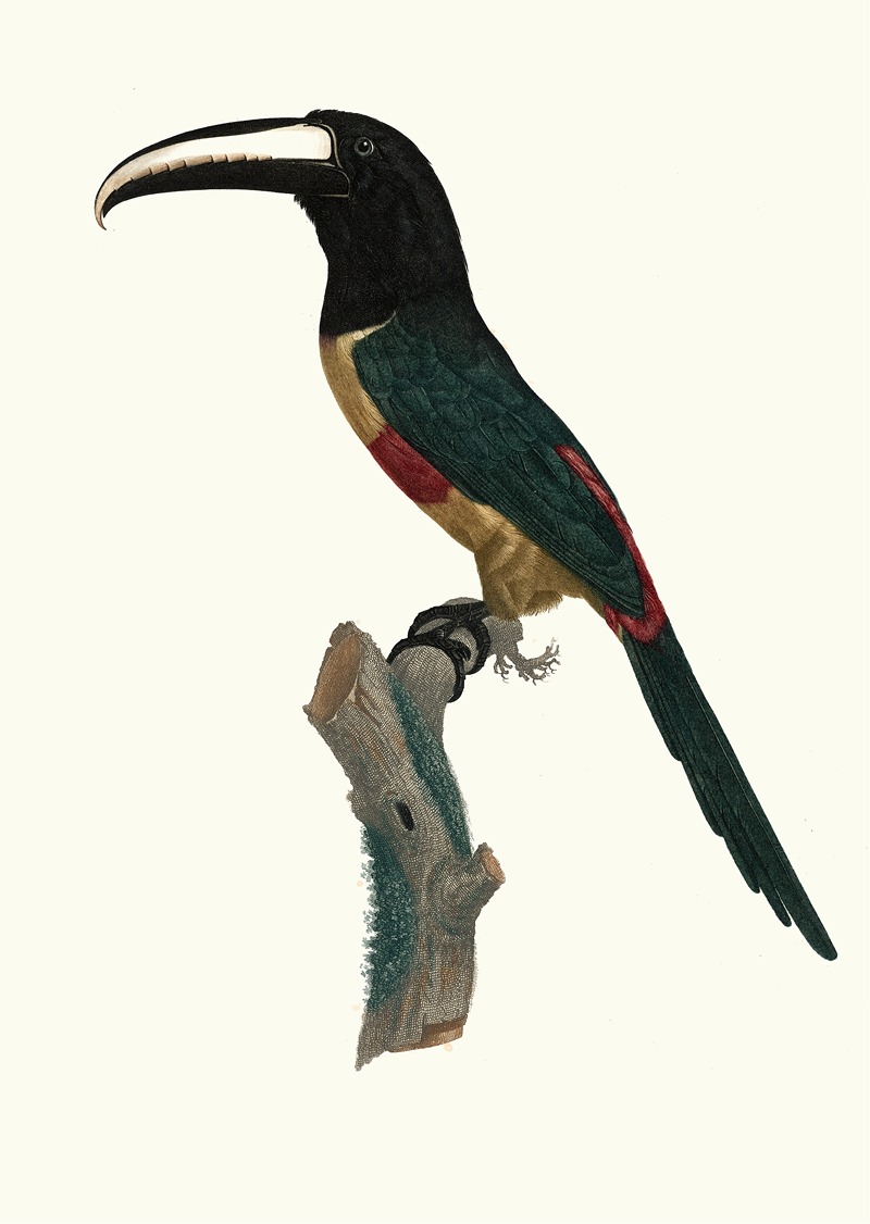L'Aracari, à ceinture rouge. by Jacques Barraband, 1806 — digital art print download
