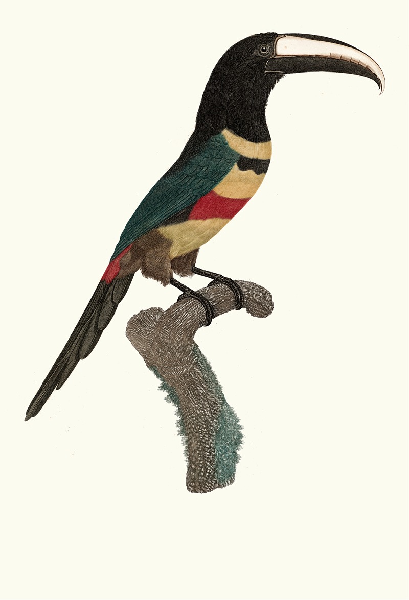 L'Aracari, à double ceinture. by Jacques Barraband, 1806 — digital art print download