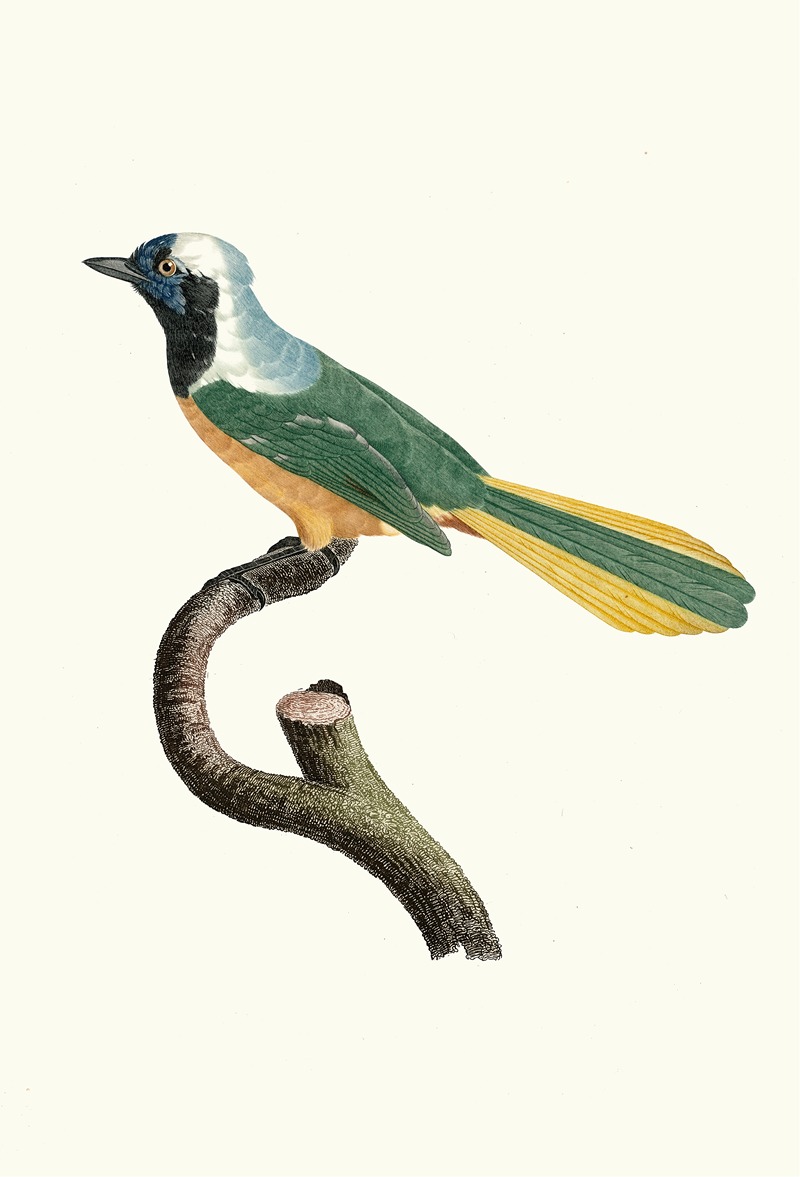 Le Geai Péruvien. by Jacques Barraband, 1806 — digital art print download