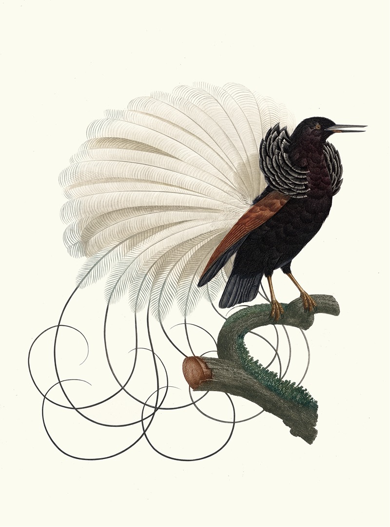Le Nébuleux, étalant ses parures. by Jacques Barraband, 1806 — digital art print download
