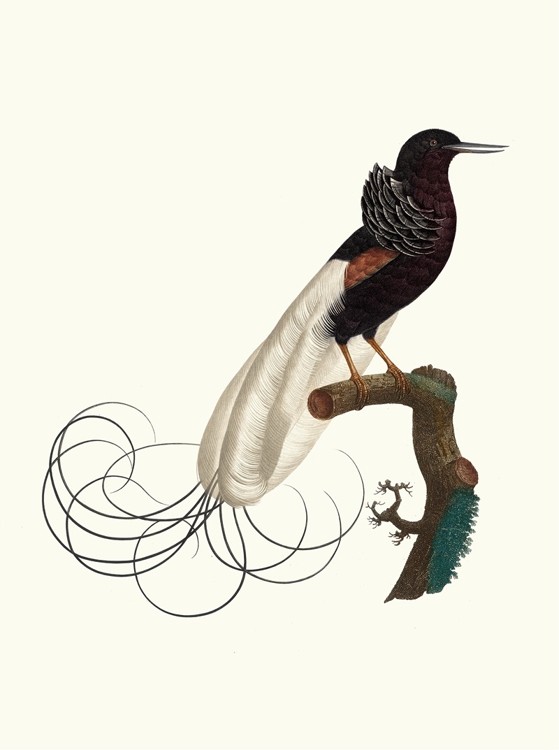 Le Nébuleux, l'état du repos. by Jacques Barraband, 1806 — digital art print download