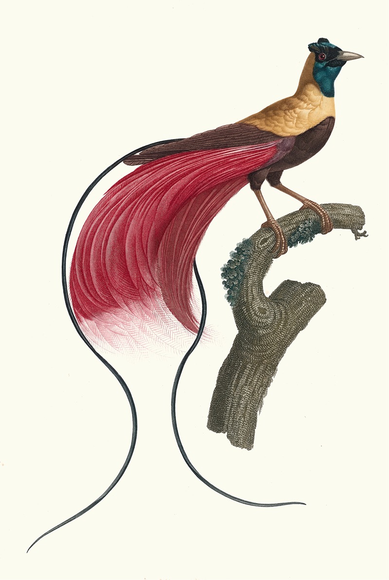 L'Oiseau de Paradis rouge. by Jacques Barraband, 1806 — digital art print download